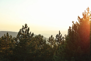 Obraz premium Scenic View of Pine Trees and Mountains. Sunset, Summertime. Travel concept.