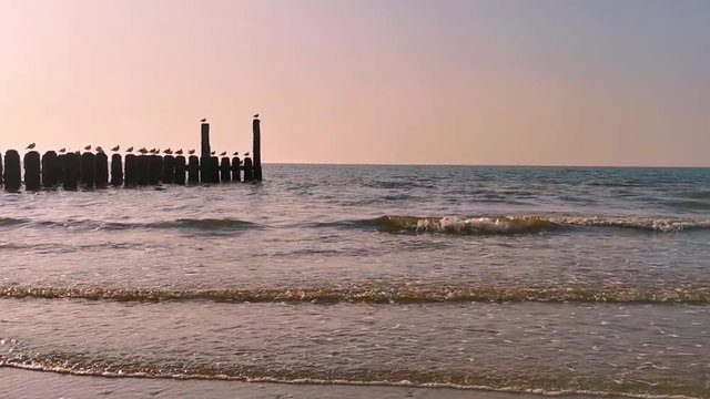 the ocean of domburg during sunset, wooden wave breaker poles with seagulls, Dutch beach scenery, nature background video