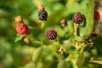 organic blackberries on the floor without treatments