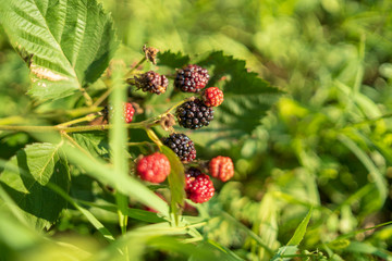 organic blackberries on the floor without treatments