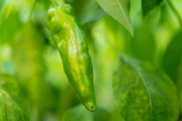 organic peppers in the plant without treatments