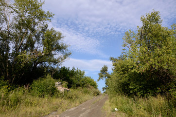 Forest summer landscape with a road