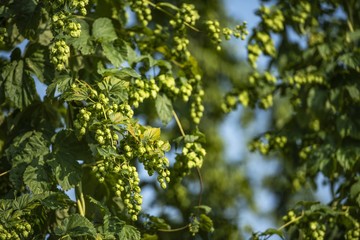 Flowers of the Hop Plant