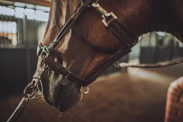Fotobehang Horse in a Stable © Tomasz Zajda