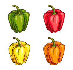 hand drawn capsicum color vector illustration