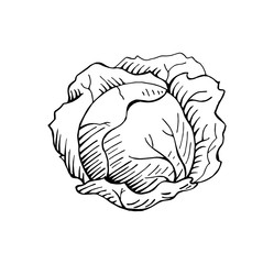 hand drawn cabbage vector illustration