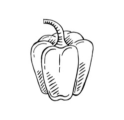 hand drawn capsicum vector illustration