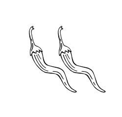 hand drawn chili vector illustration