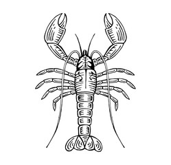 hand drawn lobster color vector illustration