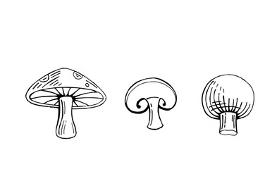 hand drawn mushroom vector illustration