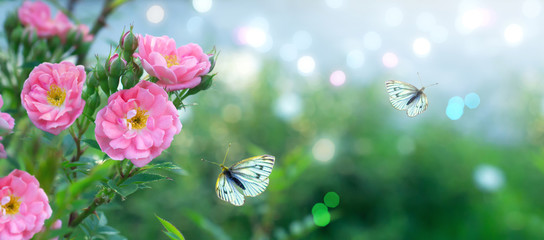 Mysterious summer floral banner with blooming pink rose flowers and flying butterfly on blurred sky...