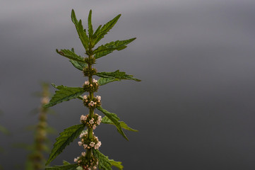 The stem of a flowering plant on a background of gray water