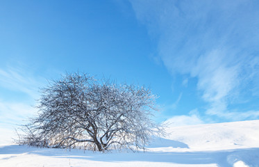 Beautiful winter landscape with a snowy tree on a white hill on a frosty sunny day. Natural winter background