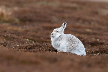 white mountain hare, lepus timidus