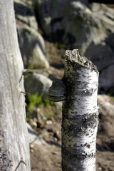 flora boschiva in finlandia