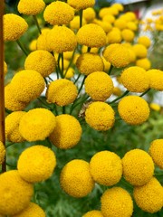 Bunch of Petal Less Wild Yellow Flowers in Norway