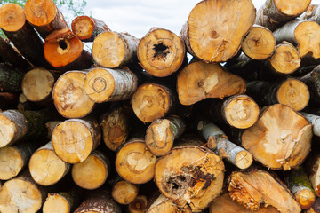 Felled trees lie in a pile on the edge of the forest