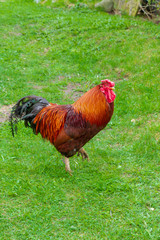 Bright cock walks in the yard on the green grass