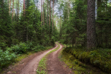 Scenic winding road in a pine forest on a summer day