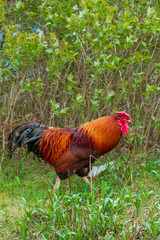 Bright cock walks in the yard on the green grass
