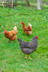 Chickens walk in the yard on the green grass