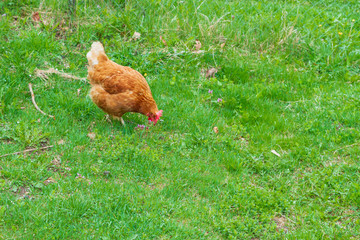 Chickens walk in the yard on the green grass