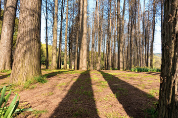 pine forset in Dalat. Vietnam