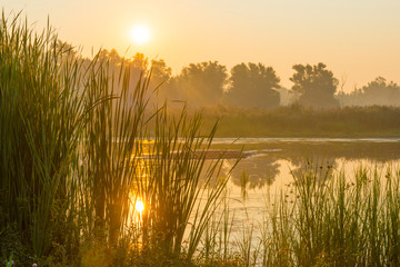 Reed along the edge of a foggy lake below a blue sky at sunrise in summer - obrazy, fototapety, plakaty