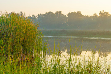 Reed along the edge of a foggy lake below a blue sky at sunrise in summer