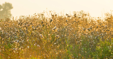 Wild flowers in a field of a natural park at sunrise in summer