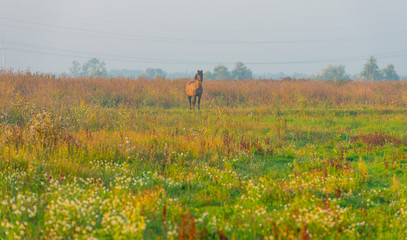 Horse in a field  along a lake below a blue sky at sunrise in summer © Naj