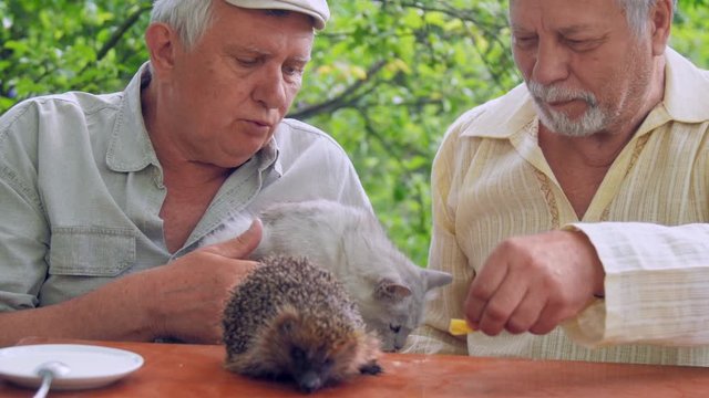bearded senior citizen feeds hedgehog near talking aged man with cat in hands at wooden table. Concept freetime activity in nursing home