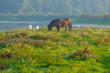 Horse in a field  along a lake below a blue sky at sunrise in summer © Naj