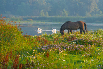 Horse in a field  along a lake below a blue sky at sunrise in summer © Naj