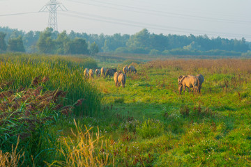 Horse in a field  along a lake below a blue sky at sunrise in summer © Naj
