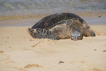 Sea Turtles Rest on Poipu Beach in Kauai