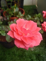 pink rose in the garden