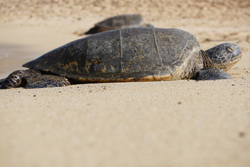 Sea Turtles Rest on Poipu Beach in Kauai
