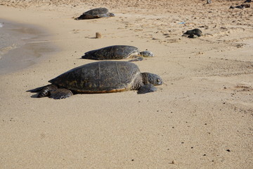 Sea Turtles Rest on Poipu Beach in Kauai