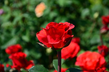 Obraz premium Beautiful fresh rose in the garden at morning