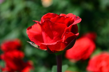 Beautiful fresh rose in the garden at morning