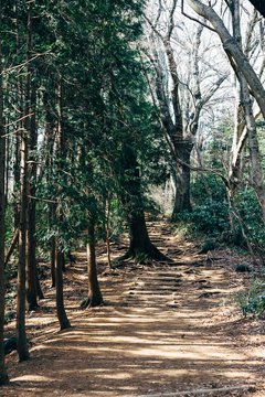 Green hicking track in Japan