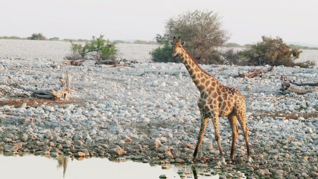 giraffe in the rocky desert drinks water. South Africa, Namibia. sunset