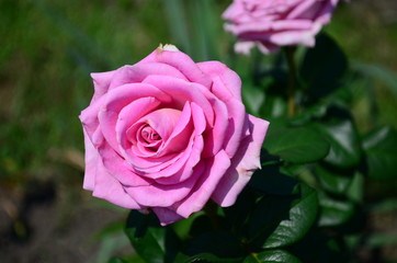 Beautiful fresh rose in the garden at morning