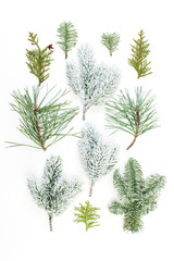 Different Christmas tree branch. Composition of green fir twig, pine and spruce isolated on white background