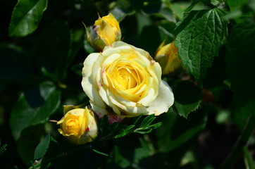 Beautiful fresh rose in the garden at morning