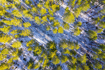 Beautiful spring forest as background. Aerial top view