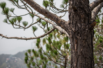 tree