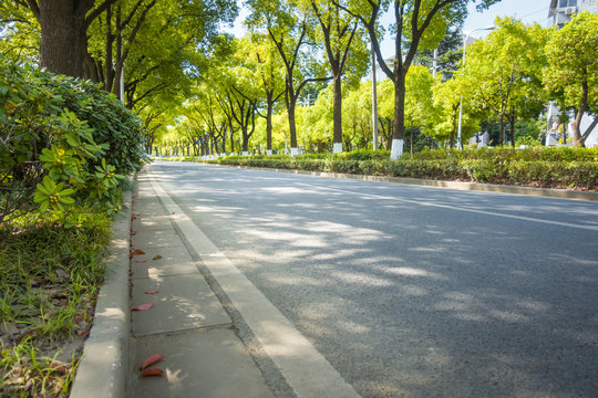 Road in green forest