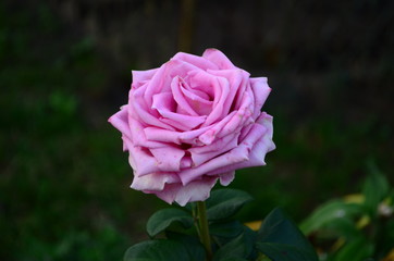Beautiful fresh rose in the garden at morning